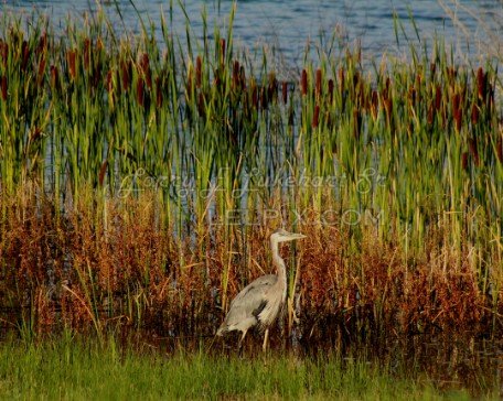 Blue Heron in the Cattails