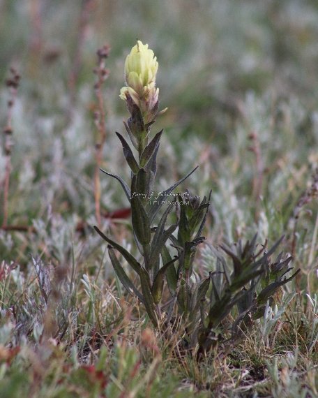 Towering Tundra Flower