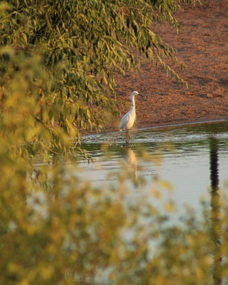 White Heron Reflection
