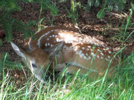 Whitetail Fawn Under the Pines