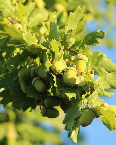 Green Acorns